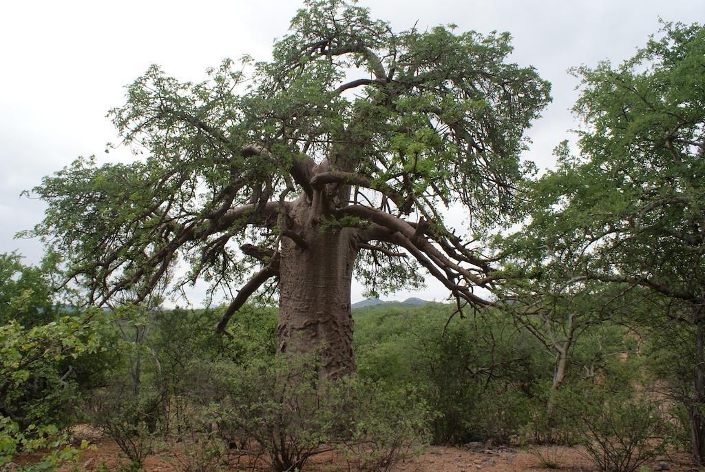 Adansonia Eco Lodge Musina Esterno foto