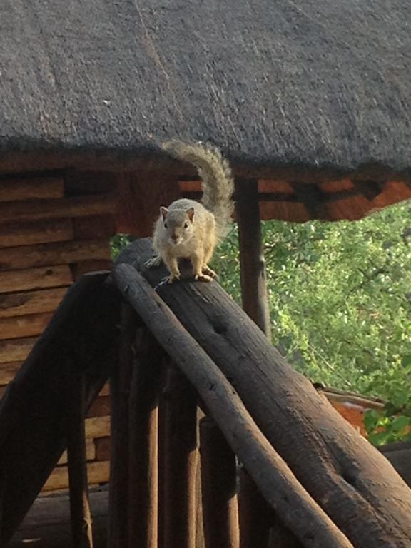 Adansonia Eco Lodge Musina Esterno foto