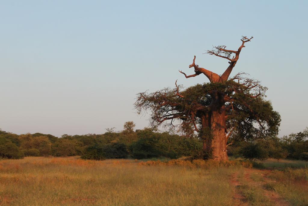 Adansonia Eco Lodge Musina Esterno foto