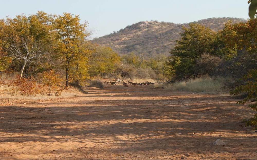 Adansonia Eco Lodge Musina Esterno foto