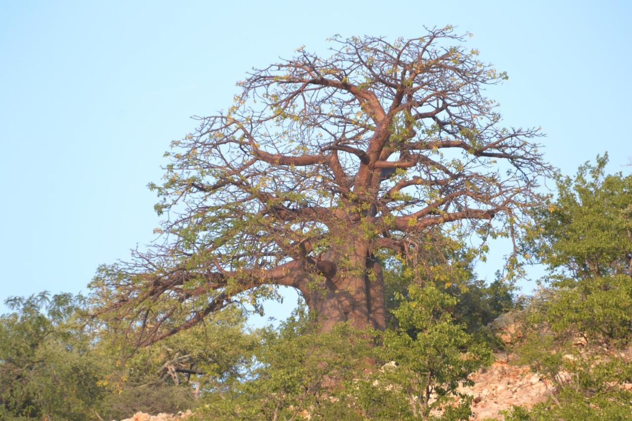 Adansonia Eco Lodge Musina Esterno foto